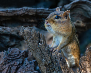 Chipmunk sitting on a log