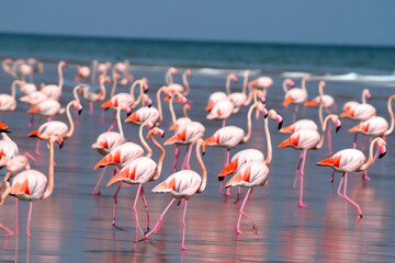 Fototapeta premium Flamingos and birds in tropics by sea. tropical nature bird concept. flamingos and other birds stand on beach near the sea. flamingos standing on the beach near the sea lifestyle in the tropics.