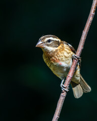 Female rose-breasted grosbeak perched on a tree branch