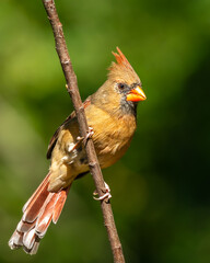 Northern cardinal perched on tree branch