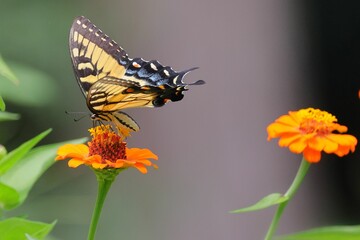 Close-up of a butterfly perched on vibrant flowers in a garden with blurry background