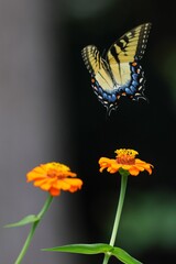 Vibrant butterfly hovering over bright flowers in a garden with blurry background