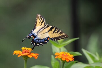 Close-up of a butterfly perched on vibrant flowers in a garden with blurry background