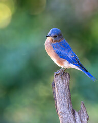 Bluebird perched on a tree branch