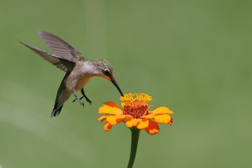 Close-up of a hummingbird feeding on a vibrant flower