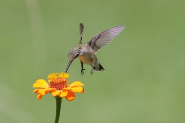 Fototapeta premium Close-up of a hummingbird feeding on a vibrant flower