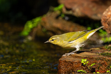 Tennessee warbler perched on a rock