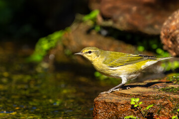 Tennessee warbler perched on a rock
