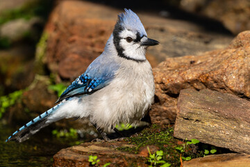 Bluejay taking a bath in a stream
