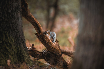 squirrel on tree branch
