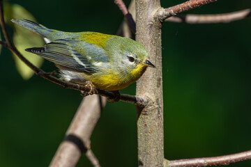 Female Northern Parula perched on a tree branch