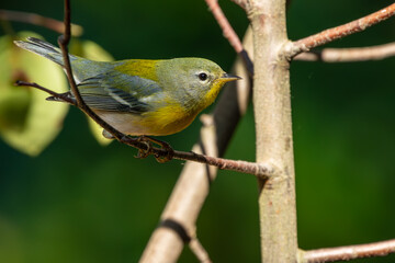 Female Northern Parula perched on a tree branch
