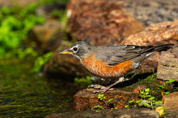 American robin perched in a stream
