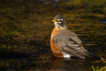American robin perched in a stream