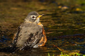 American robin perched in a stream