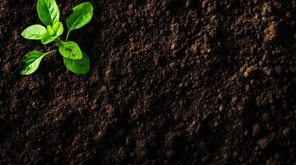 Detailed soil texture, top view, rough and grainy surface, rich in nutrients, high-resolution shot ideal for farming and sustainability concepts