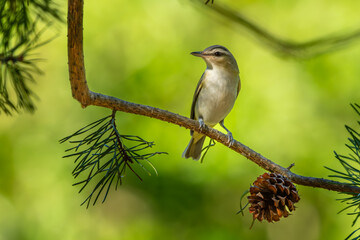 Red-eyed vireo perched on a tree limb