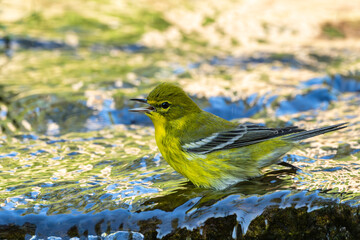 Bay-breasted Warbler perched on a rock