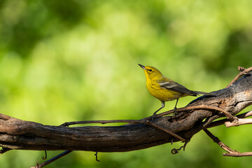 Pine warbler perched on a branch