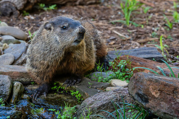 Ground hog sitting near a stream