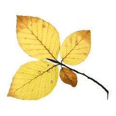yellowed beech leaves in autumn with transparent background