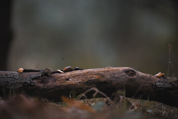 fallen branch with acorns