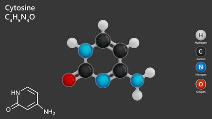 Molecule of Cytosine. It is a pyrimidine base found in DNA and RNA, crucial for genetic information encoding. Molecular formula: C4H5N3O. Chemical model: Ball and Stick. Gray back. 3d illustration