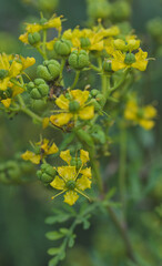 Beautiful close-up of ruta graveolens