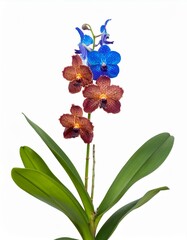 Orchid flowers in blue and brown