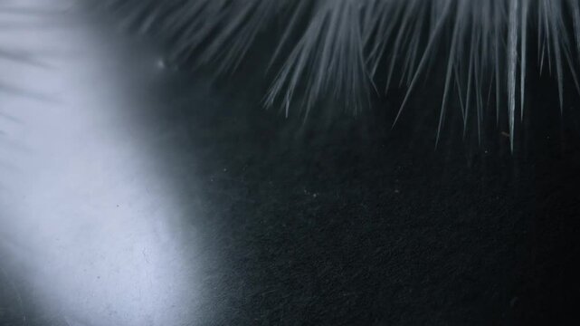 Beautiful freezing ice crystal flowers on window with black background, macro