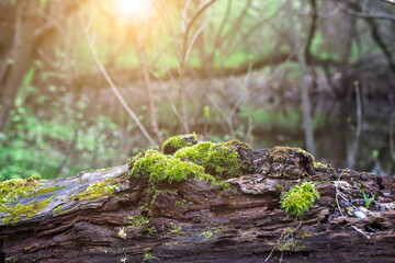 Sunlit forest scene with vibrant green moss growing on a fallen tree, surrounded by young plants. Great for nature conservation, eco-friendly, and tranquility concepts