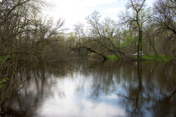 Obraz premium A tranquil forest river with soft rain falling, creating ripples on the water. The bare trees and overcast sky add to the peaceful atmosphere. Ideal for nature, forest, and outdoor relaxation themes
