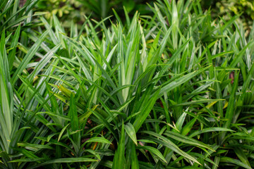 Fresh pandan leaves (Pandanus amaryllifolius) with a distinctive leaf texture. This plant is often used as a cooking ingredient to give a fragrant aroma to food.