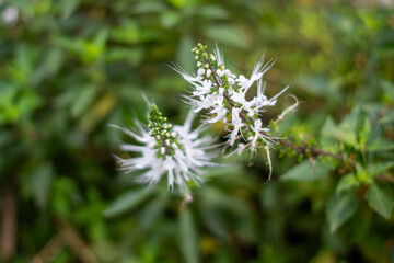 Cat's whiskers flower or Orthosiphon aristatus, a herbal plant known for its benefits for kidney and urinary tract health.