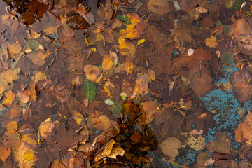 Colorful fall leaves in water, showing the rich texture and detail of nature’s autumnal palette. Captured close-up in a calm puddle, this image represents the beauty of the changing seasons