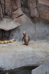 Naklejka premium Life of penguins in a captivity in Jungle Park, Tenerife