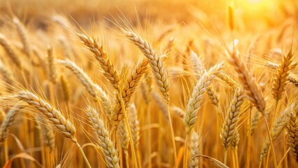 Golden wheat stalks bathed in warm sunlight, a symphony of nature's bounty and a testament to the earth's enduring gifts.