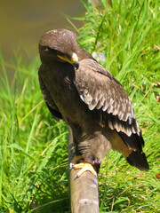 red tailed hawk
