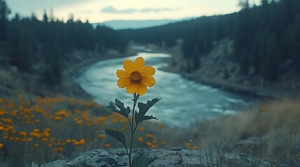 A single yellow flower blooms on a rock in a field of wildflowers with a river and forest in the background.
