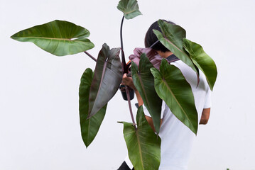 Closeup to Big form of Philodendron Majesty in the pot  