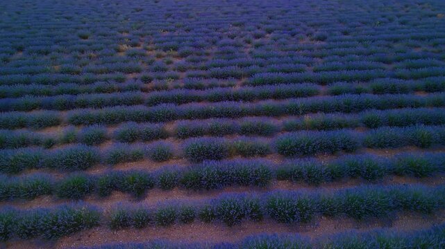 Lavender fields in bloom before being harvested. Aerial view from a drone at sunset. Cilleruelo de Arriba. Arlanza region. Burgos province. Autonomous community of Castilla y Leon. Spain. Europe