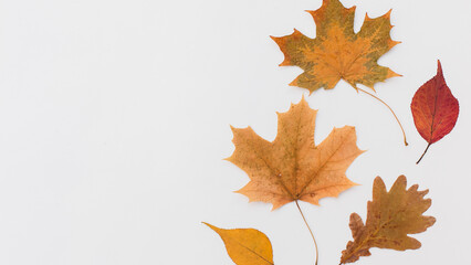 Autumn holiday frame composition with pattern made of leaf, punpkins, dried orange, pine cone on...