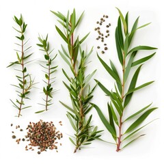 Obraz premium Melaleuca (tea tree) twigs with leaves and seeds. Isolated on white background.
