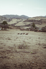 caballos corriendo en un campo