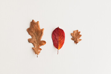 Autumn holiday frame composition, pattern made of different dried leaves on white wooden...