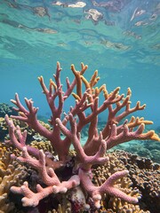 A staghorn coral on great barrier reef