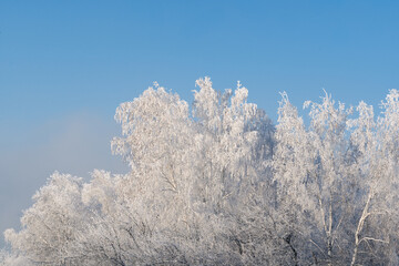 Branches of trees covered with frosty snow in blue sky weather, close up