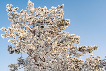Branches of trees covered with frosty snow in blue sky weather, close up