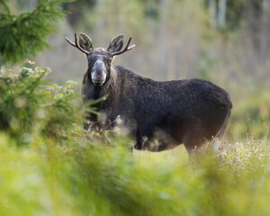 Elk or Moose (Alces alces) bull standing in the field looking in autumn.
