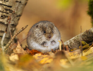short-tailed field vole, short-tailed vole, or field vole (Microtus agrestis) sitting on the ground in autumn.